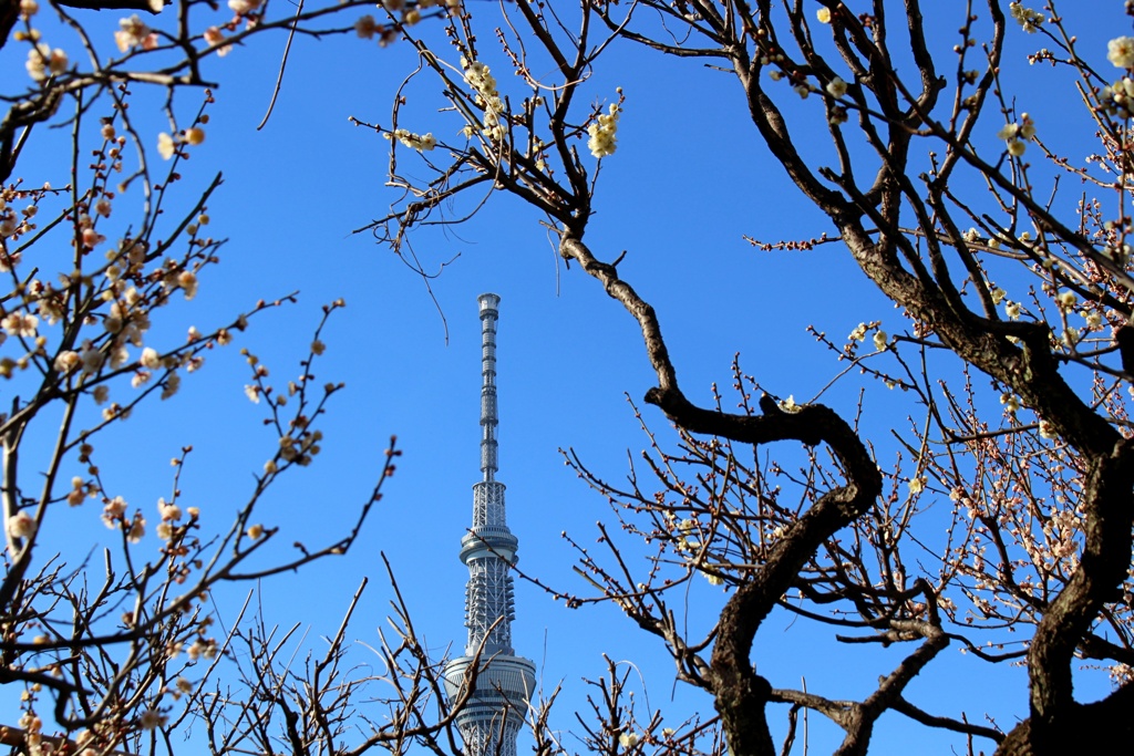 亀戸天神。