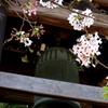 泉岳寺 鐘楼。