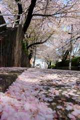桜坂。