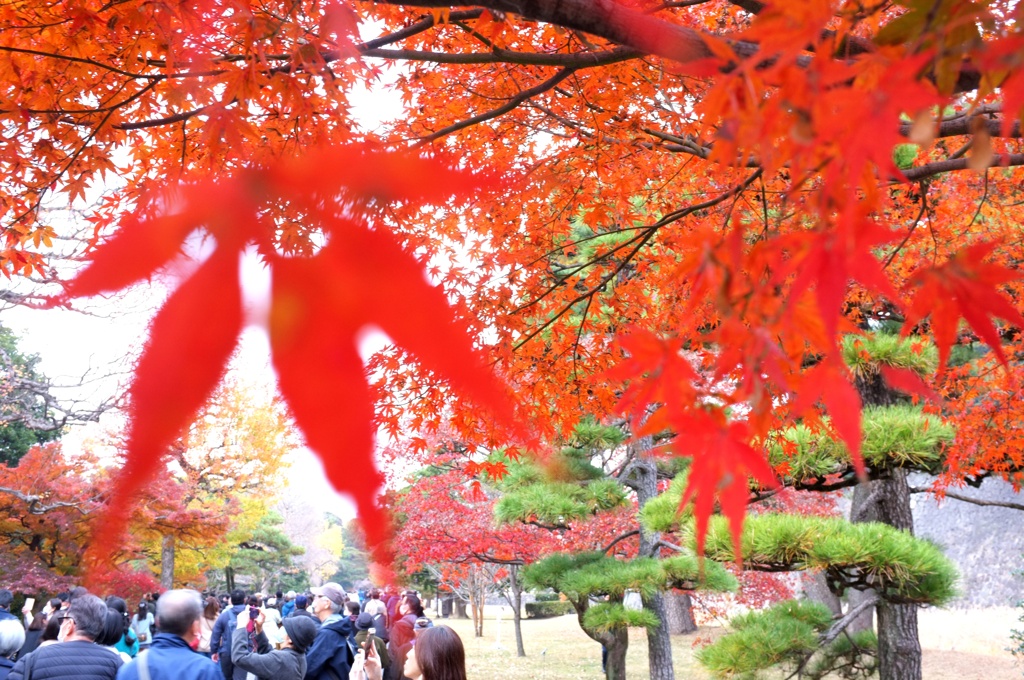 紅葉と松と、乾通り抜け。