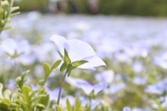 ネモフィラの花畑。