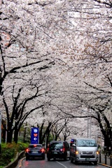 さくら坂。