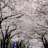さくら坂。