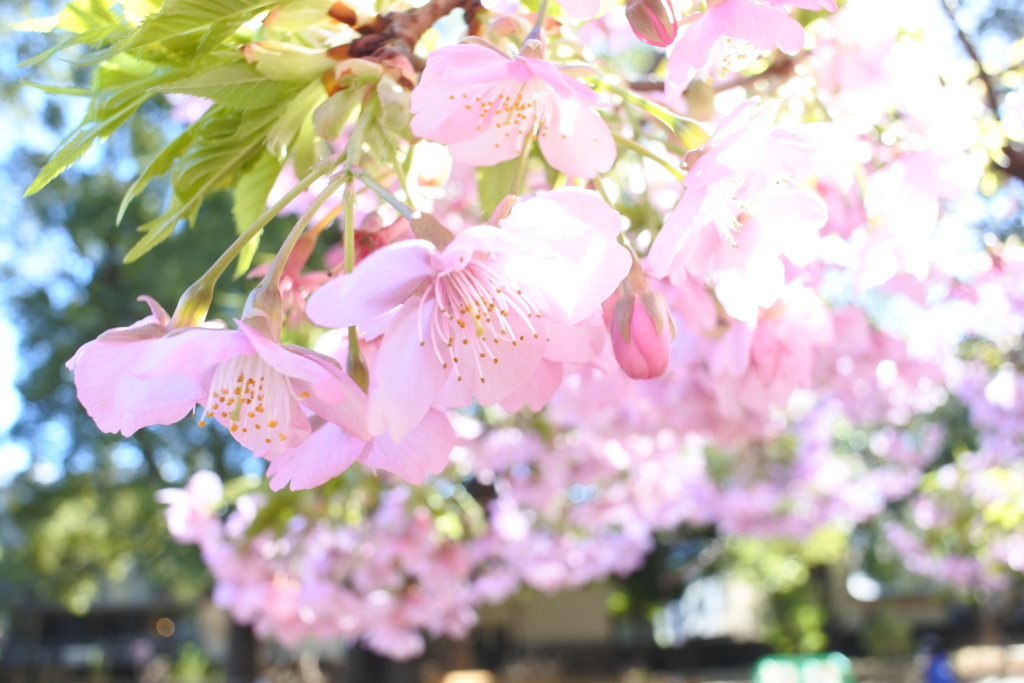 河津桜。