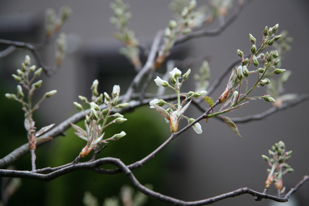 春雨。