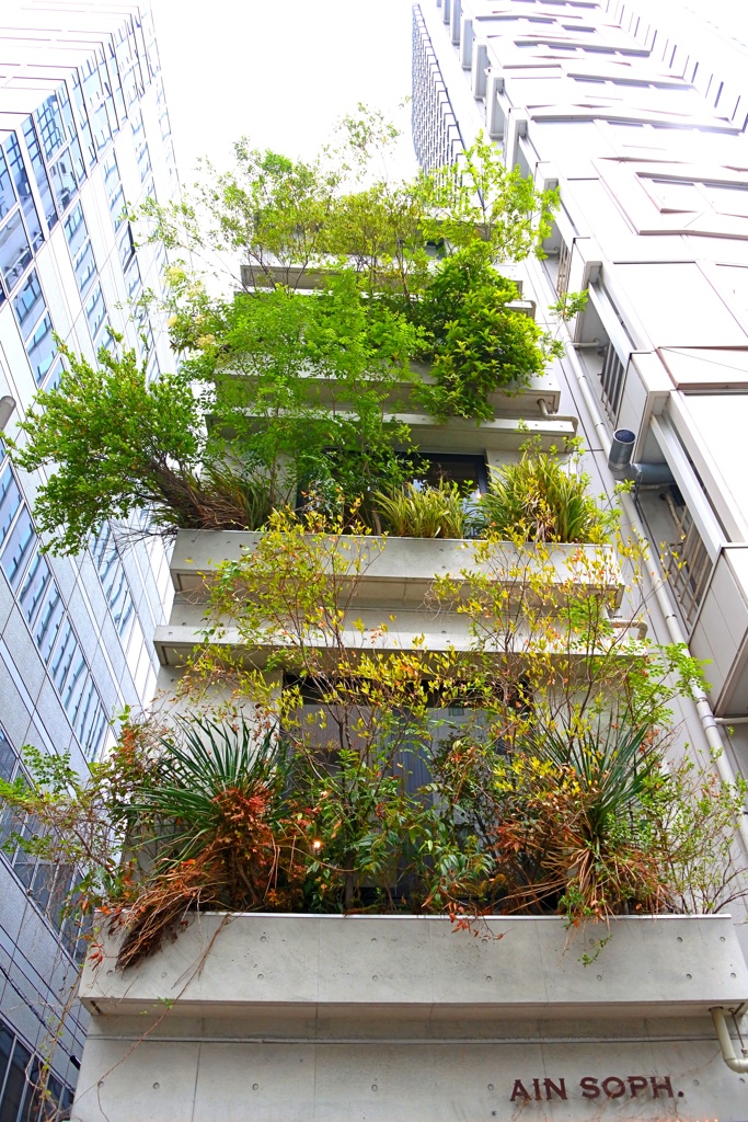 建物緑化。
