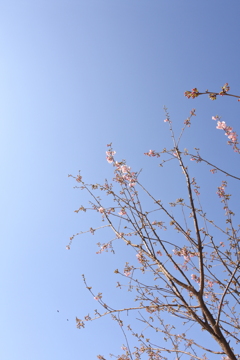 都心の河津桜 咲いた＾＾。