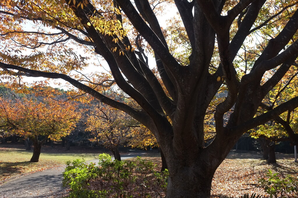 さくら広場 ‐ 秋。