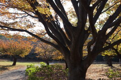 さくら広場 ‐ 秋。