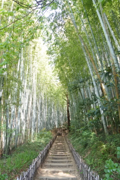 佐倉 サムライの古径 ひよどり坂の竹林。