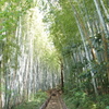 佐倉 サムライの古径 ひよどり坂の竹林。