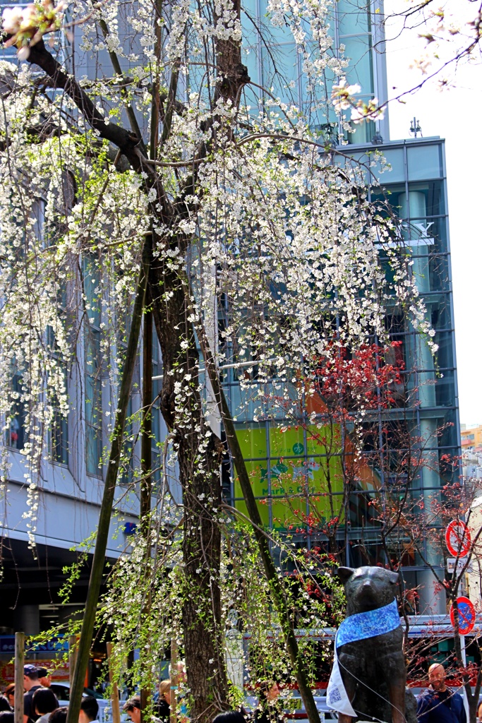 最近やたらと人気なハチ公としだれ桜。