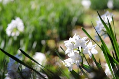 ペーパーホワイト。