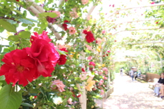 薔薇のアーチ。
