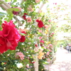 薔薇のアーチ。