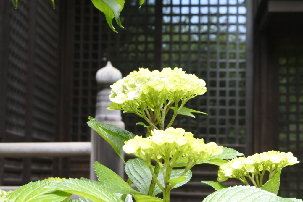 紫陽花はこれからが本番。