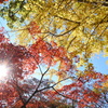 青空と銀杏と紅葉と太陽。