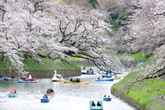 千鳥ヶ淵。
