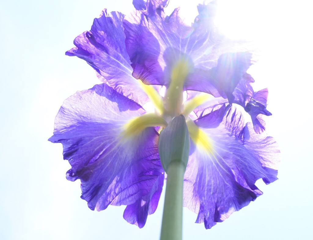 青色×黄色 花菖蒲。