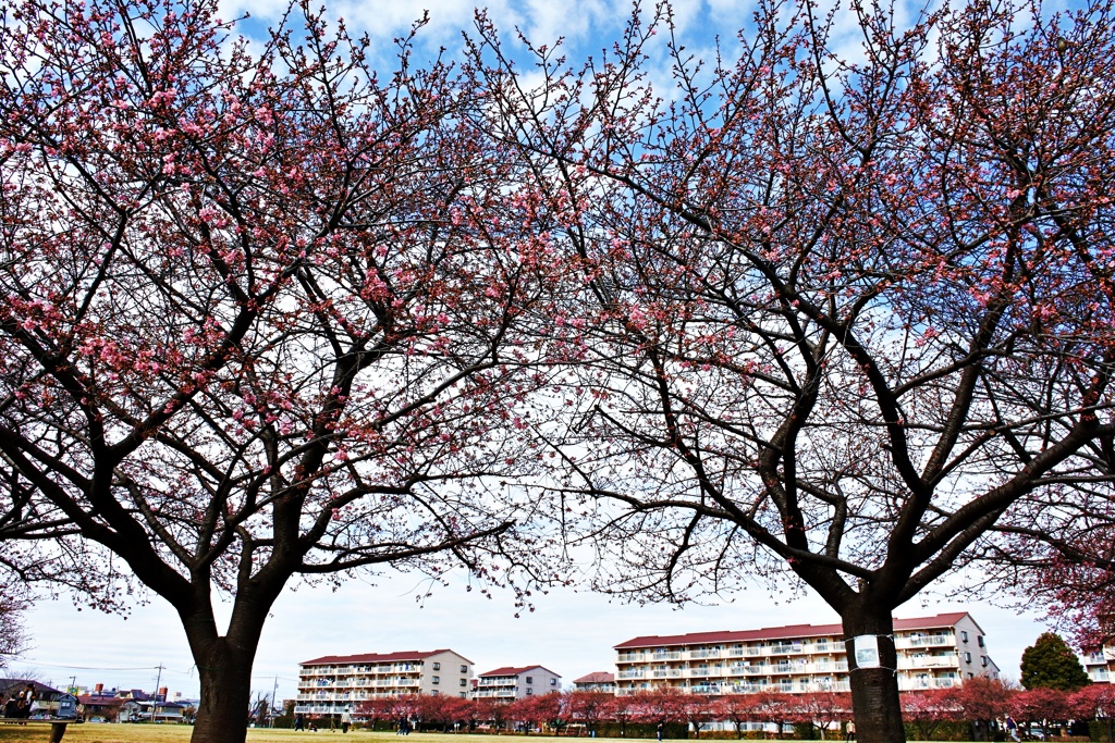 佐倉の桜咲く広場。