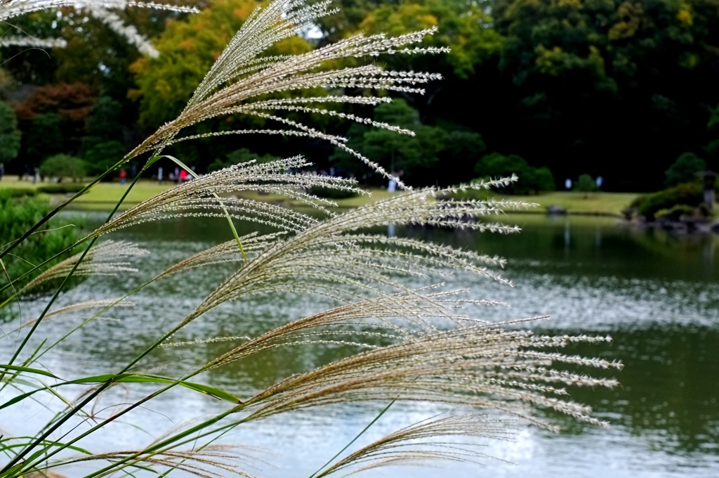 明後日は満月、スーパームーン。
