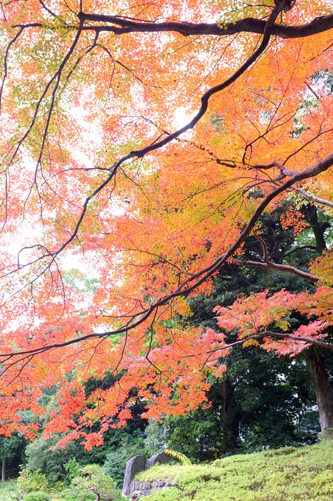 小石川後楽園。