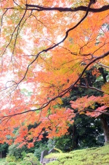 小石川後楽園。