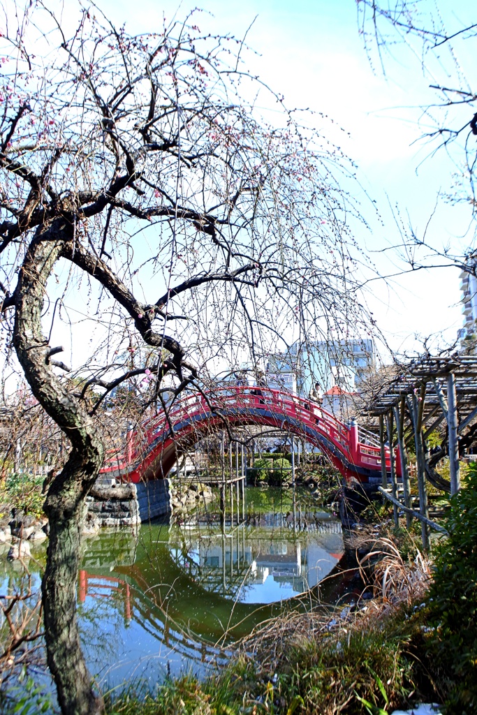 亀戸天神社 梅まつり。