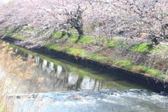 花霞み。