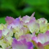 もうじき梅雨入り。