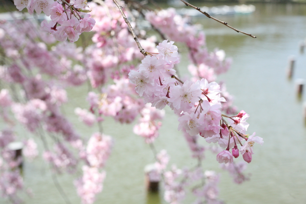池としだれ桜。