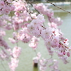 池としだれ桜。