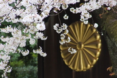 満開の標本木。