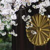 満開の標本木。