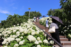 Hydrangea Stairs。