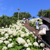 Hydrangea Stairs。