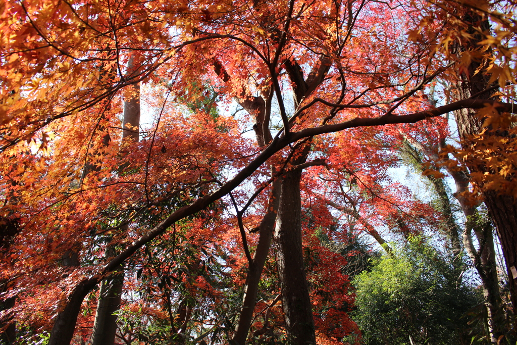 晩秋の紅葉。