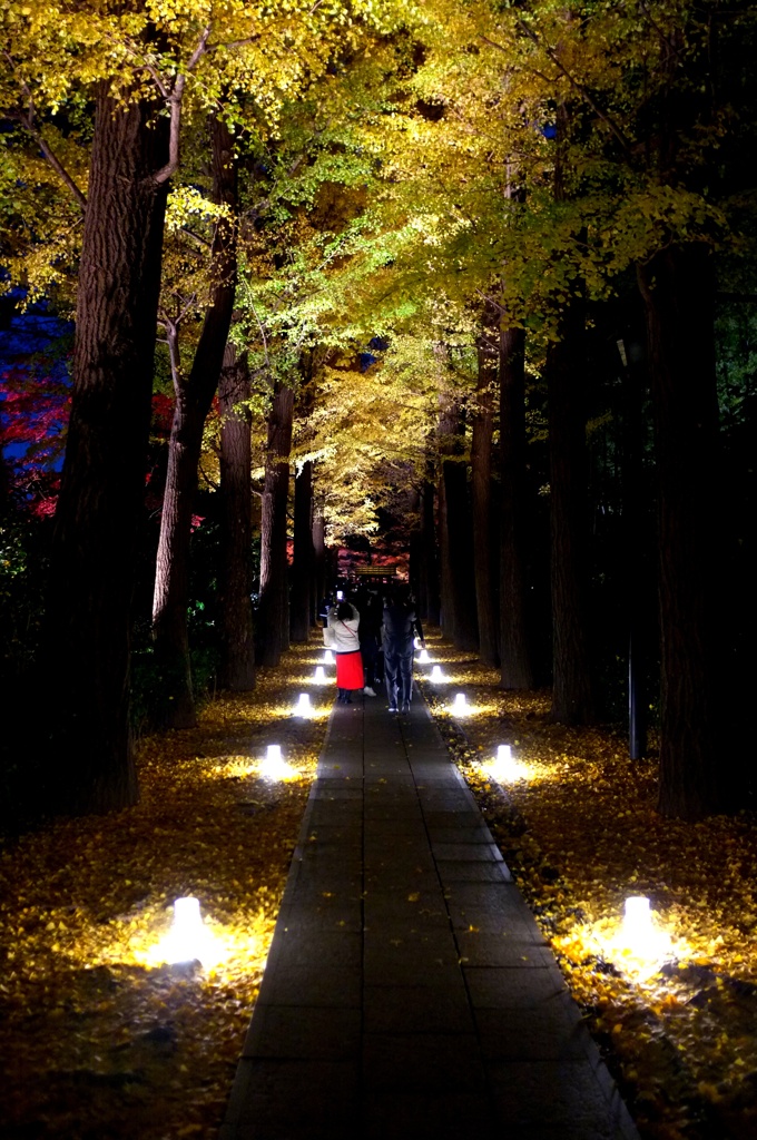 銀杏並木ライトアップ。