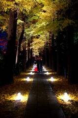 銀杏並木ライトアップ。