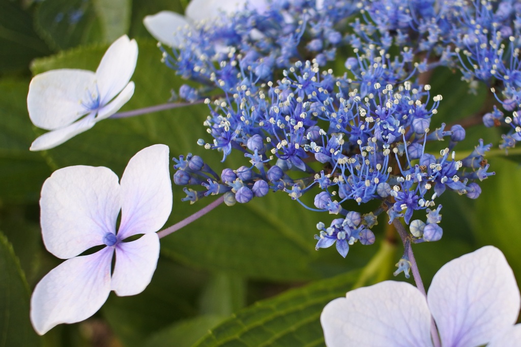 ガクアジサイの 花 を撮ってみた。