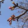桜色。