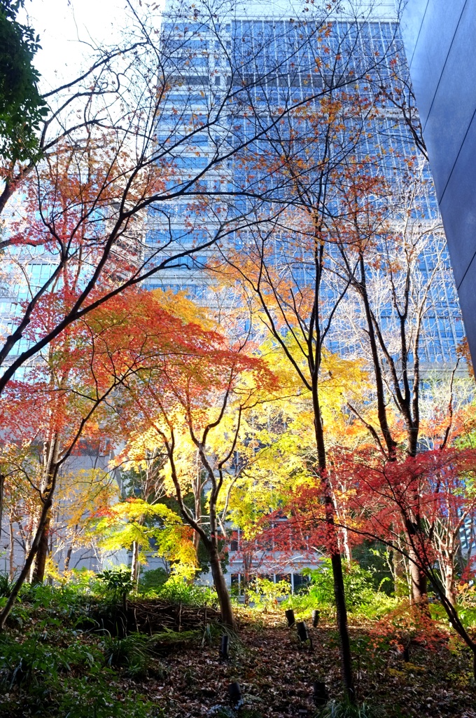 冬晴れ、大手町の森。