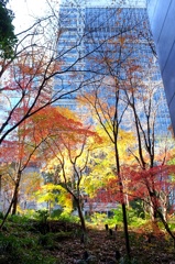 冬晴れ、大手町の森。