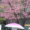 ランチタイム。