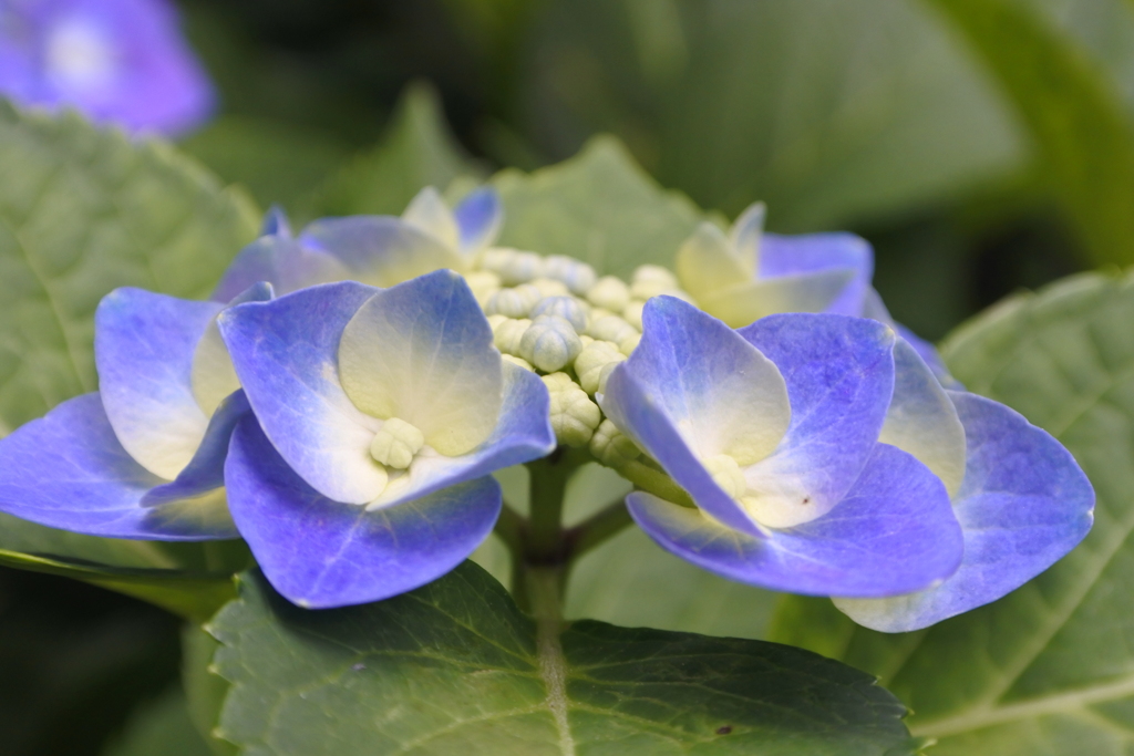 路地裏の紫陽花。