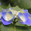 路地裏の紫陽花。