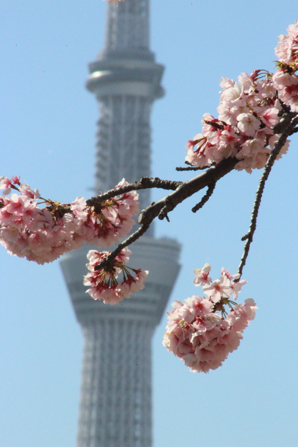 旧中川 河津桜。