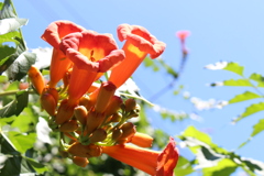 夏の青空に咲く。