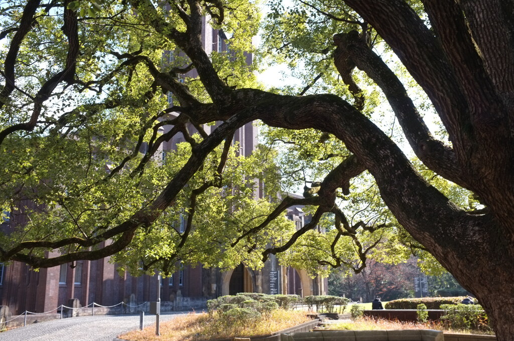 安田講堂前広場。