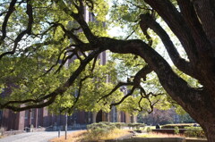 安田講堂前広場。